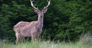 Beslediği geyik tarafından öldürüldü