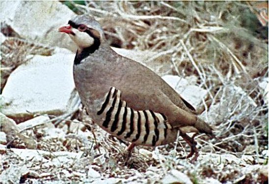 Keklik (Sülüngiller) (Phasiandae)