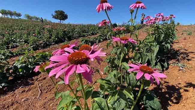 Erzincan’da yayılış gösteren endemik taksonlar listesi