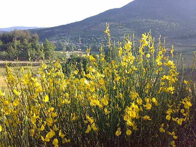 Borcak (Genista sessilifolia)