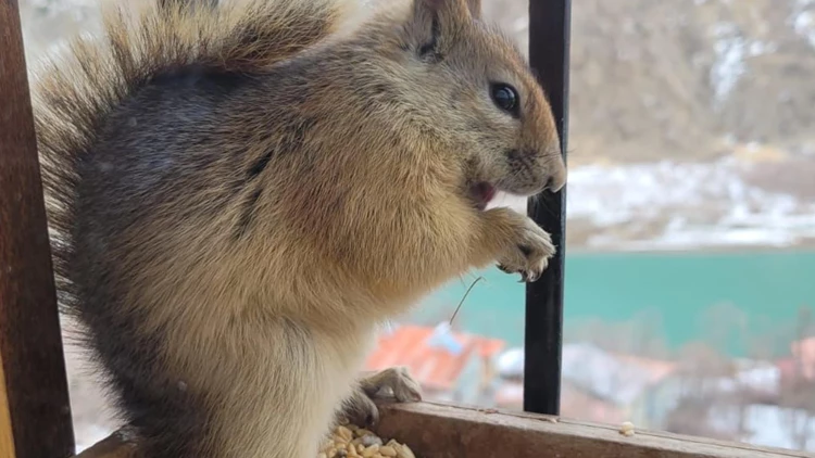 Her Gün Evinin Camına Gelen Sincabı besliyor.