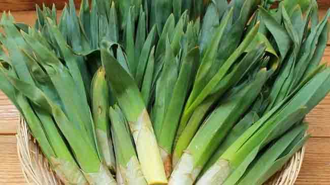 Kemaliye ve Çevresinde Çiriş Otu